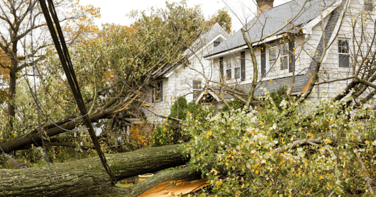 tree fallen on a house